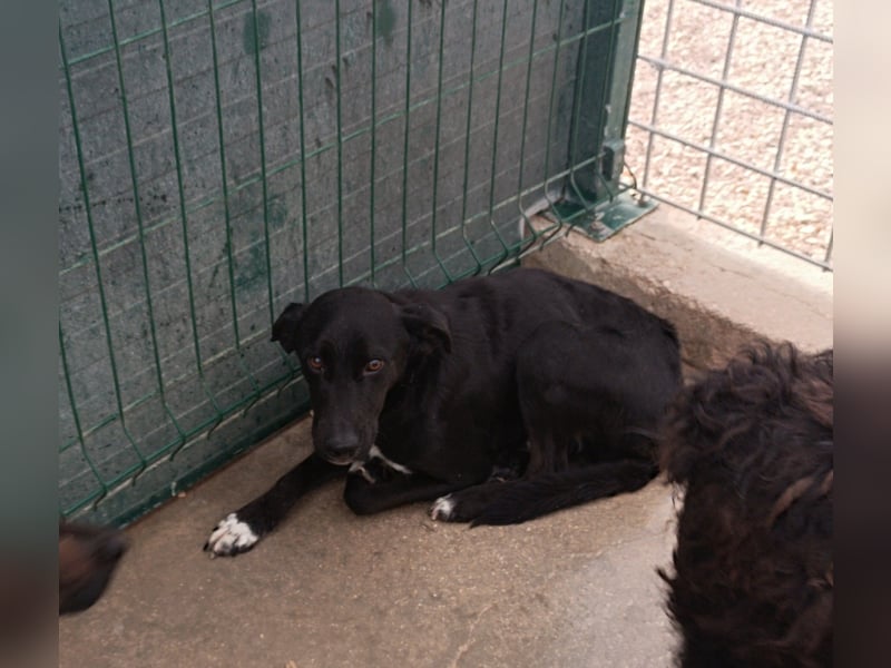 Neno Mischlingsrüde Mischling Rüde sucht Zuhause oder Pflegestelle