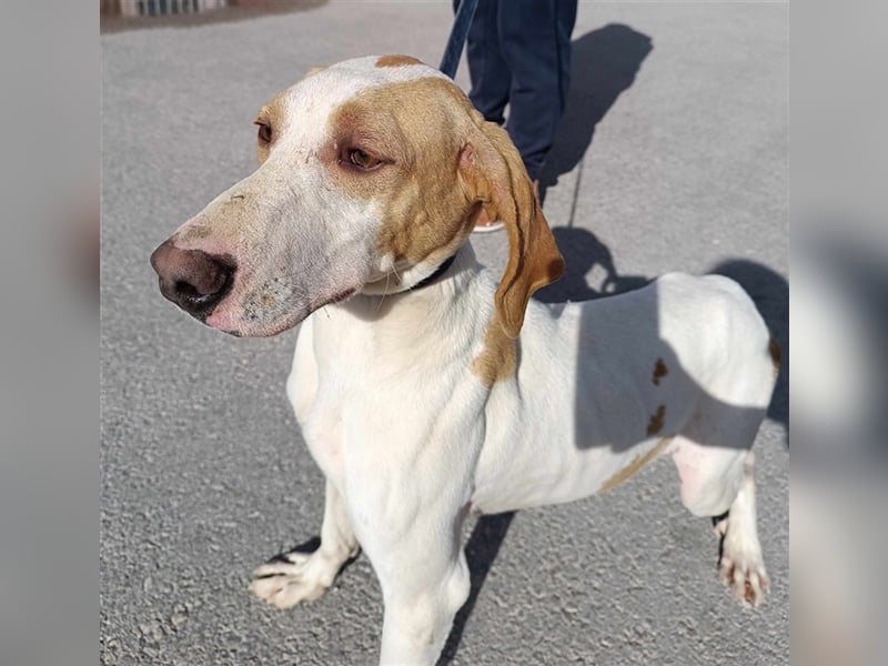 Ranko mittelgroßer Istrianer Bracken Mischling Rüde Mischlingsrüde sucht Zuhause oder Pflegestelle