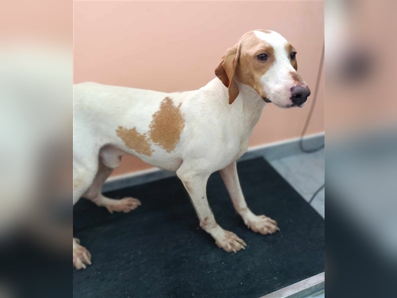 Ranko mittelgroßer Istrianer Bracken Mischling Rüde Mischlingsrüde sucht Zuhause oder Pflegestelle