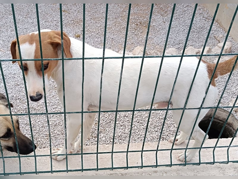 Siko aktiver Mischling Rüde Bracke sucht Zuhause oder Pflegestelle