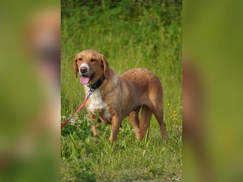 Brina Traumhündin Mischling Hündin katzenverträglich kinderlieb sucht Zuhause oder Pflegestelle