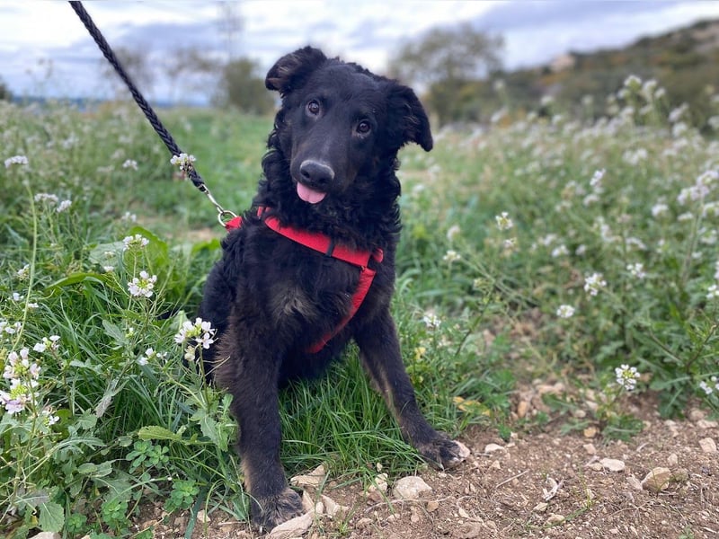 Vigo Welpe kroatischer Schäferhund Mischling Rüde Junghund sucht Zuhause für immer