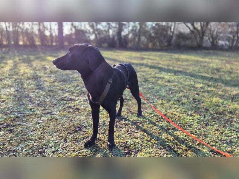 Haso / Buddy Labrador Mischling Rüde sucht Zuhause für immer