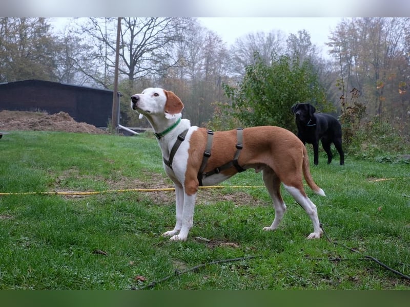 Bjelko / Monty Bracken Mischling Rüde sucht Zuhause für immer