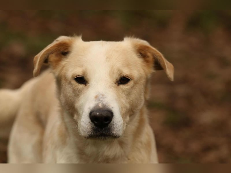 Tobi selbstbewusster Labrador Mischling Rüde charakterstark sucht Zuhause oder Pflegestelle