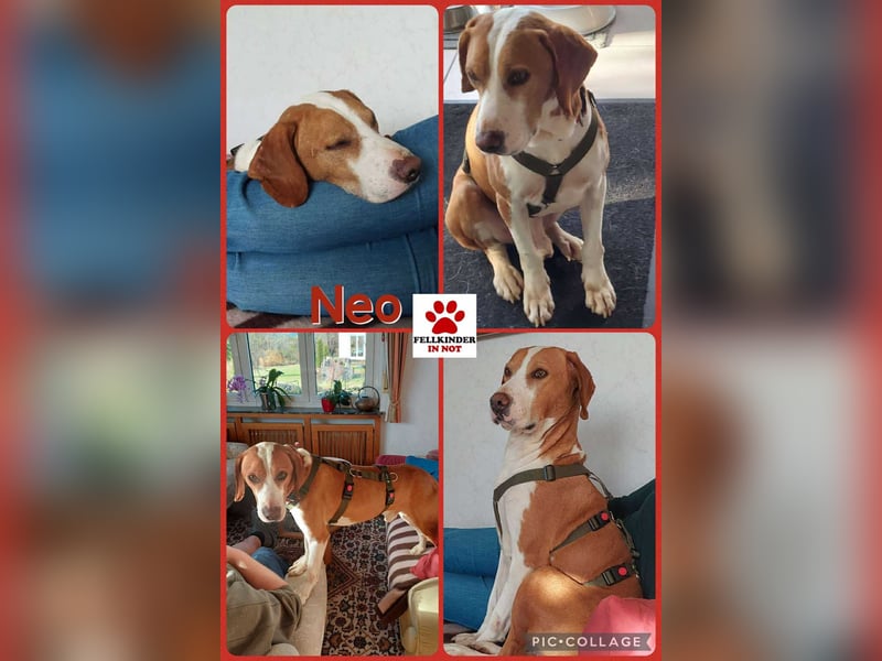 Neo aktiver Traumhund Bracke Mischling Rüde sucht Zuhause