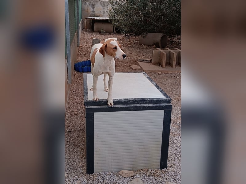 Siko aktiver Mischling Rüde Bracke sucht Zuhause oder Pflegestelle