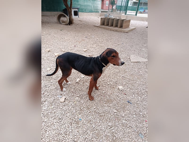 Bojana Bracken Mischlingshündin Bracke Mischling Hündin Junghund sucht Zuhause oder Pflegestelle