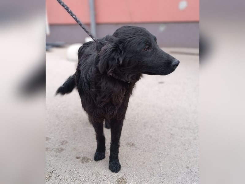 Nick kroatischer Schäferhund Mischling Rüde Junghund sucht Zuhause oder Pflegestelle