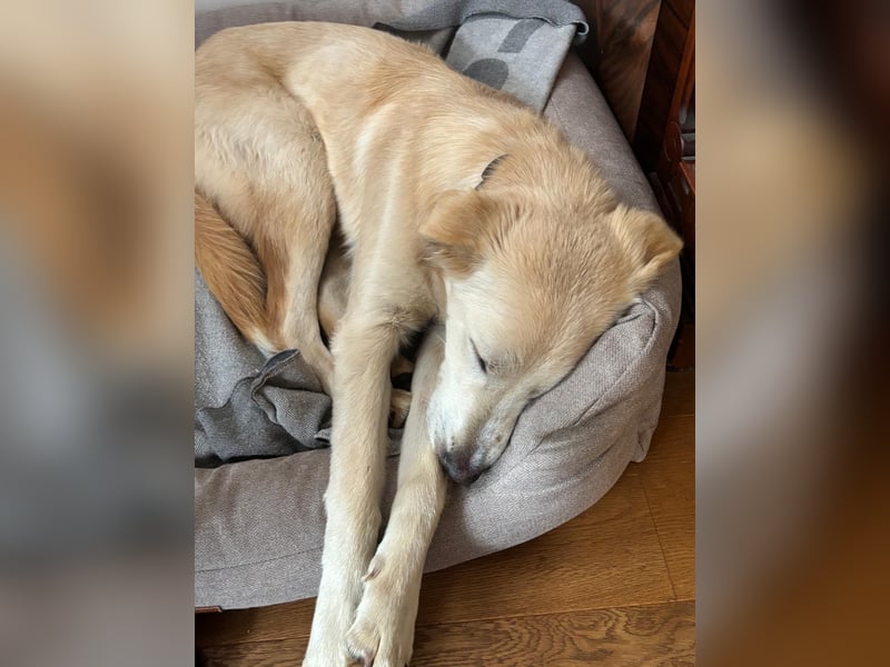 Taio junger Retriever Mischlingsrüde Mischling Rüde sucht Zuhause für immer
