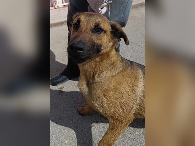Rocco Malinois Mischlingsrüde Mischling Rüde Junghund sucht Zuhause oder Pflegestelle