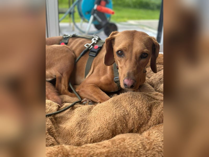 Nola Bracke Mischling Hündin Traumhund sucht Zuhause für immer