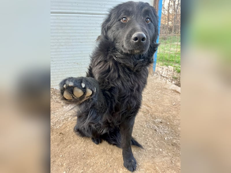 Nick / Niko kroatischer Schäferhund Mischling Rüde Junghund sucht Zuhause für immer