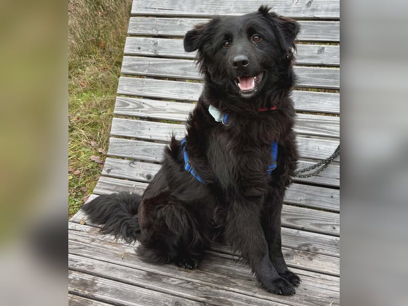 Nick / Niko kroatischer Schäferhund Mischling Rüde Junghund sucht Zuhause für immer