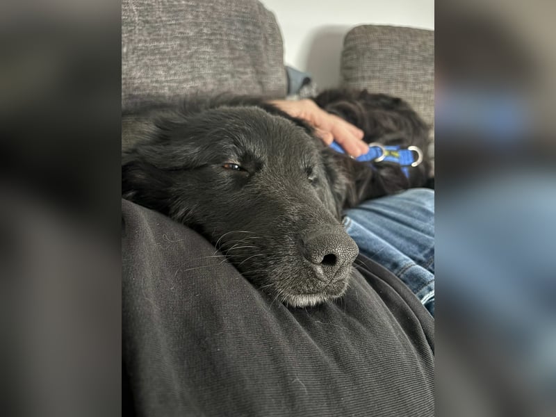 Nick / Niko kroatischer Schäferhund Mischling Rüde Junghund sucht Zuhause für immer