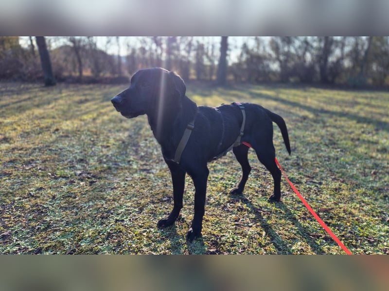 Haso / Buddy Labrador Mischling Rüde sucht Zuhause für immer