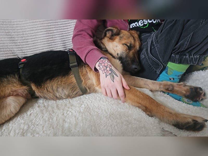 Milli Schäferhund Mischling Hündin sucht Zuhause für immer