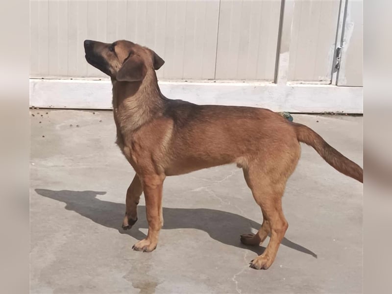 Rocco Malinois Mischlingsrüde Mischling Rüde Junghund sucht Zuhause oder Pflegestelle