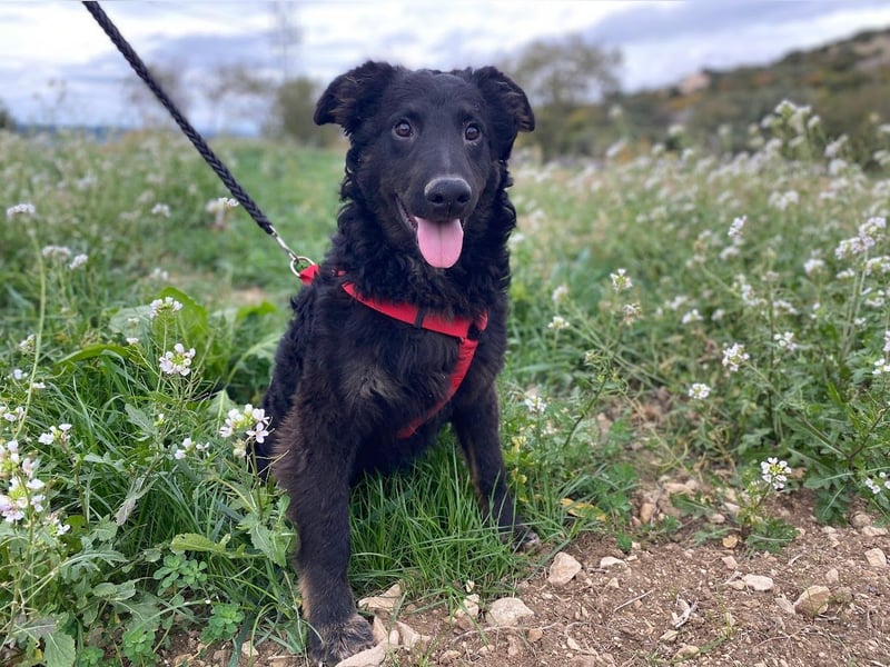 Vigo Welpe kroatischer Schäferhund Mischling Rüde Junghund sucht Zuhause für immer