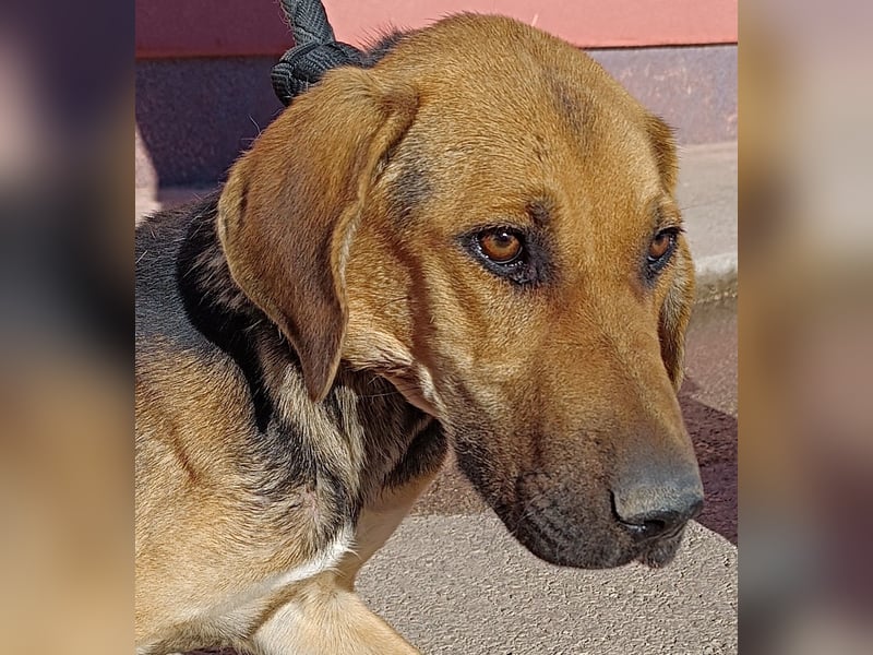 Judy Jagdhund Mischling Hündin Junghund sucht Zuhause oder Pflegestelle