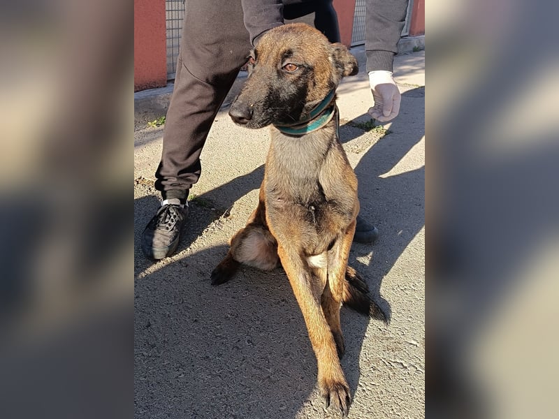 Kaya Malinois Mischling Hündin Junghund sucht Zuhause oder Pflegestelle