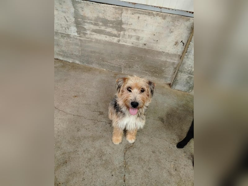Misko junger, niedlicher Terrier Mischlingsrüde Mischling Rüde sucht Zuhause oder Pflegestelle