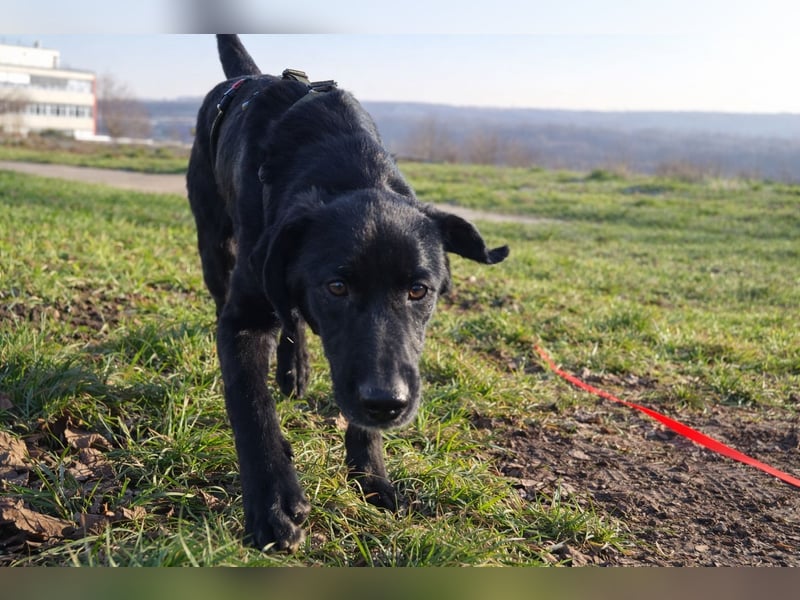 Haso / Buddy Labrador Mischling Rüde sucht Zuhause für immer