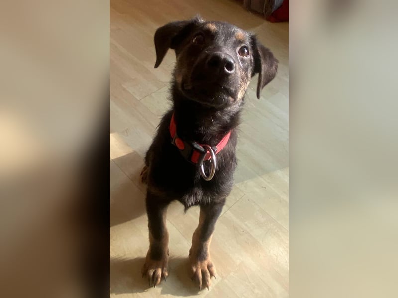 Turbo süßer Welpe Schäferhund Mischling Rüde Junghund sucht Zuhause für immer