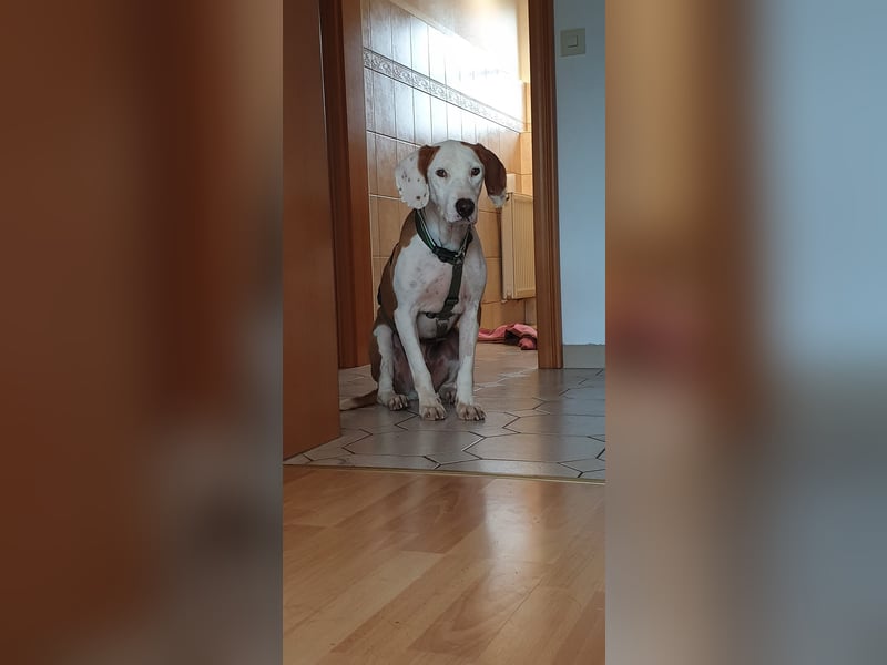 Bjelko / Monty Bracken Mischling Rüde sucht Zuhause für immer