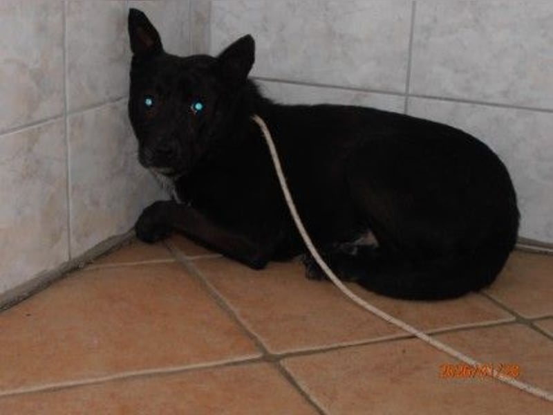 Bernd Mischling Rüde Junghund sucht Zuhause oder Pflegestelle