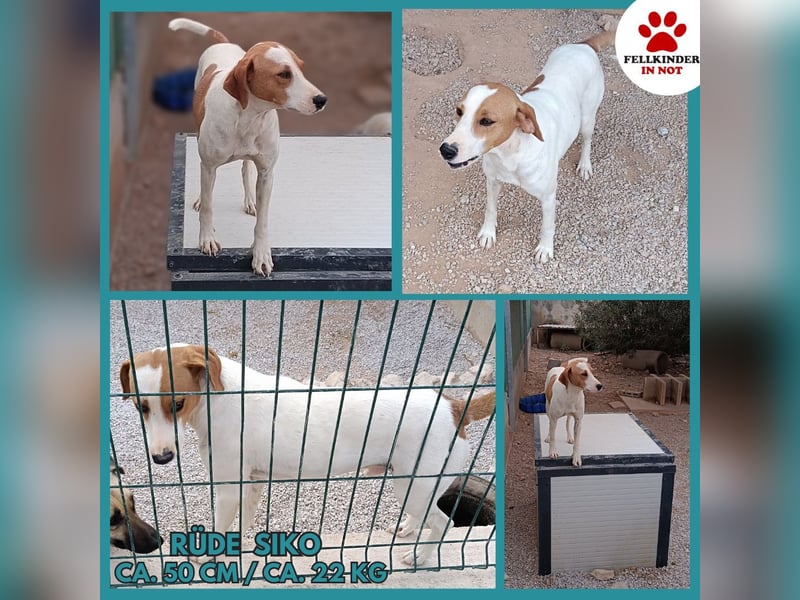 Siko aktiver Mischling Rüde Bracke sucht Zuhause oder Pflegestelle