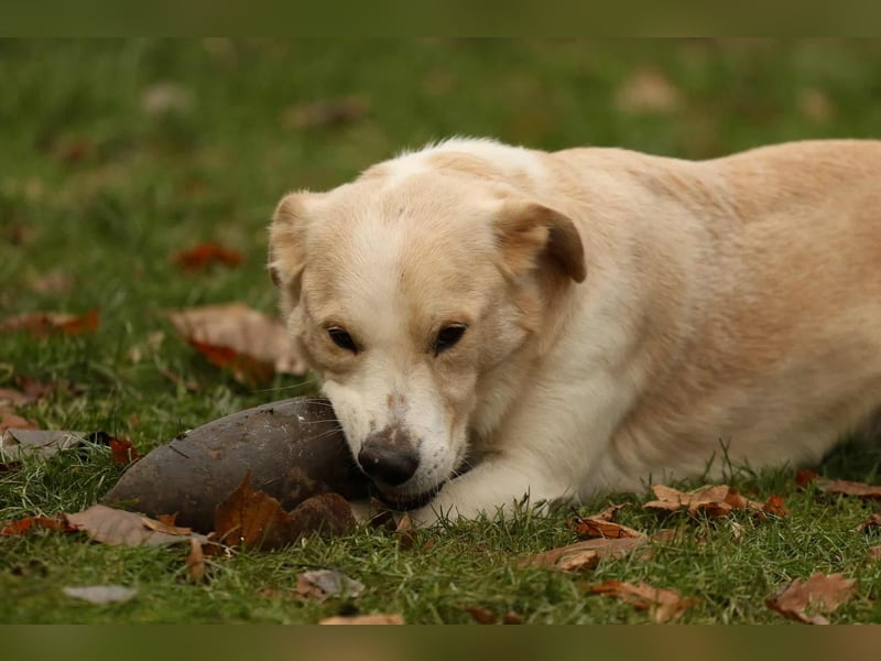 Tobi selbstbewusster Labrador Mischling Rüde charakterstark sucht Zuhause oder Pflegestelle
