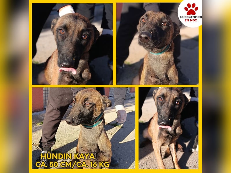 Kaya Malinois Mischling Hündin Junghund sucht Zuhause oder Pflegestelle