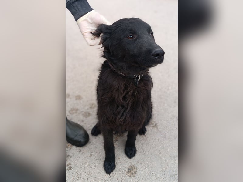 Nick kroatischer Schäferhund Mischling Rüde Junghund sucht Zuhause oder Pflegestelle