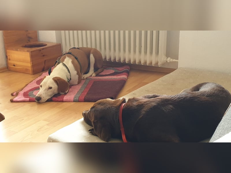 Bjelko / Monty Bracken Mischling Rüde sucht Zuhause für immer