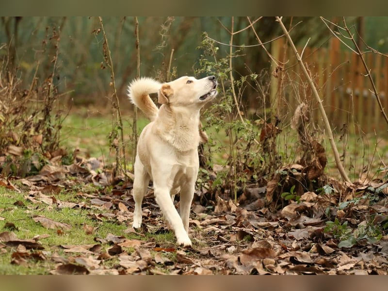 Tobi selbstbewusster Labrador Mischling Rüde charakterstark sucht Zuhause oder Pflegestelle