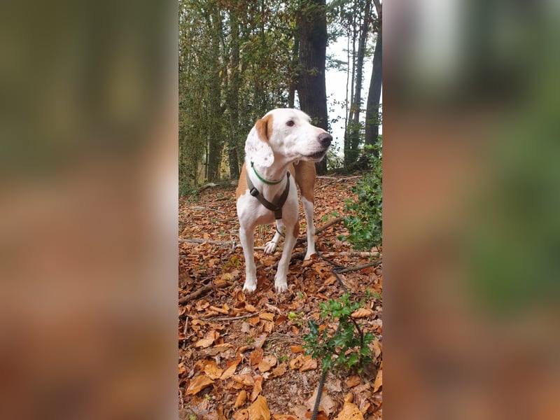 Bjelko / Monty Bracken Mischling Rüde sucht Zuhause für immer