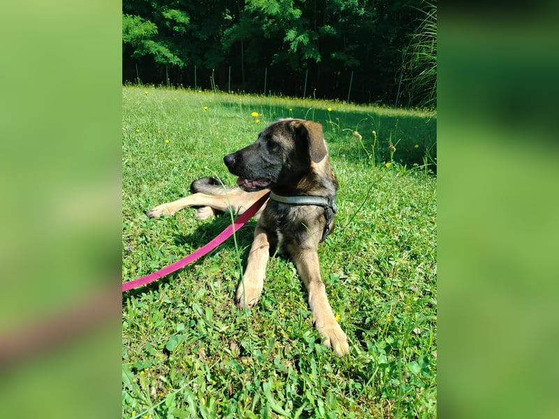 Toby junger Schäferhund Mischlingsrüde Mischling Rüde Junghund sucht Zuhause oder Pflegestelle
