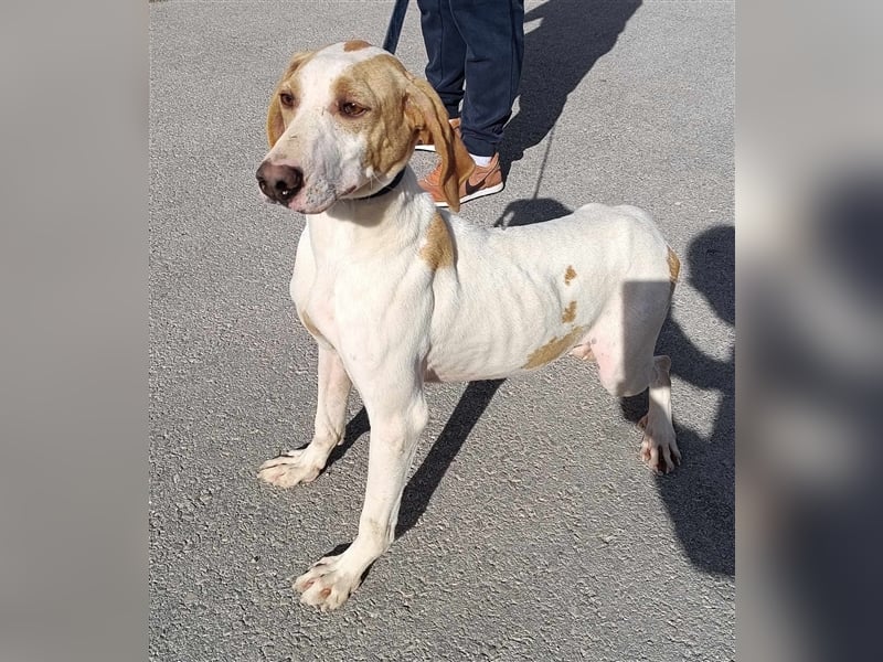 Ranko mittelgroßer Istrianer Bracken Mischling Rüde Mischlingsrüde sucht Zuhause oder Pflegestelle