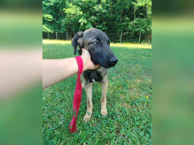 Toby junger Schäferhund Mischlingsrüde Mischling Rüde Junghund sucht Zuhause oder Pflegestelle