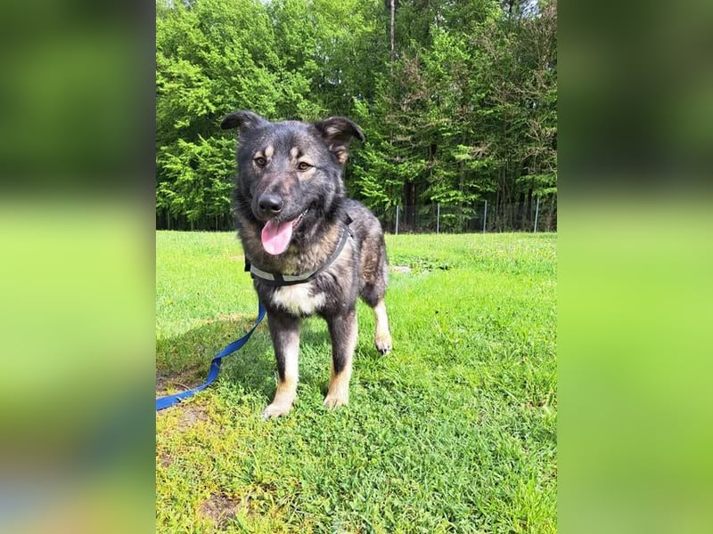 Benni mittelgroßer Mischlingshund Mischling Rüde sucht Zuhause oder Pflegestelle