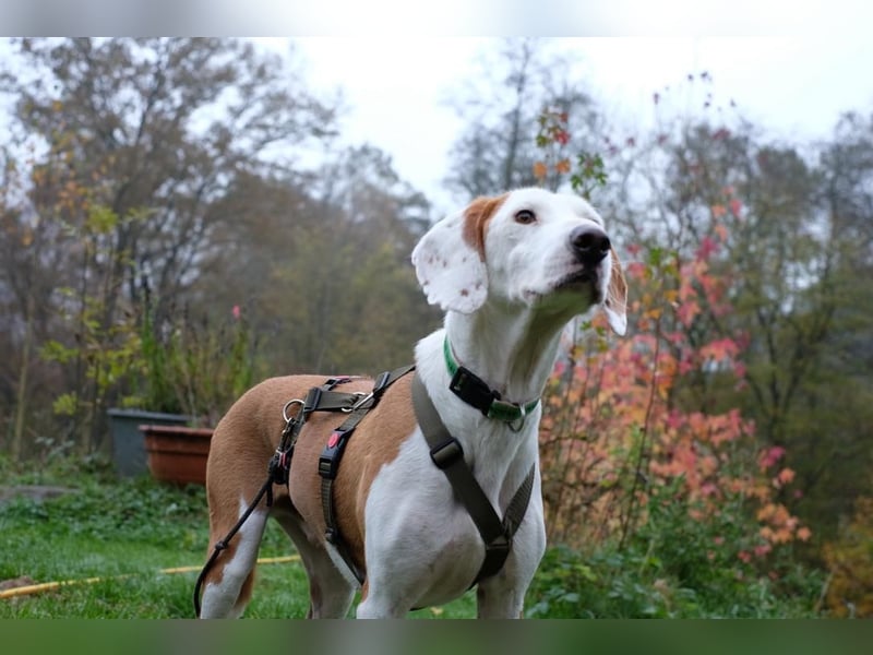Bjelko / Monty Bracken Mischling Rüde sucht Zuhause für immer