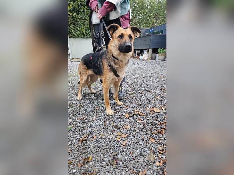 Milli Schäferhund Mischling Hündin sucht Zuhause für immer