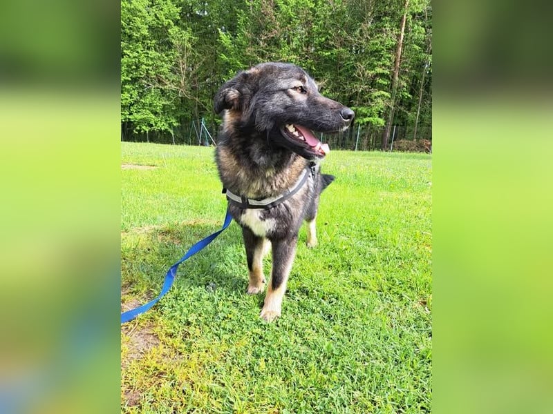 Benni mittelgroßer Mischlingshund Mischling Rüde sucht Zuhause oder Pflegestelle