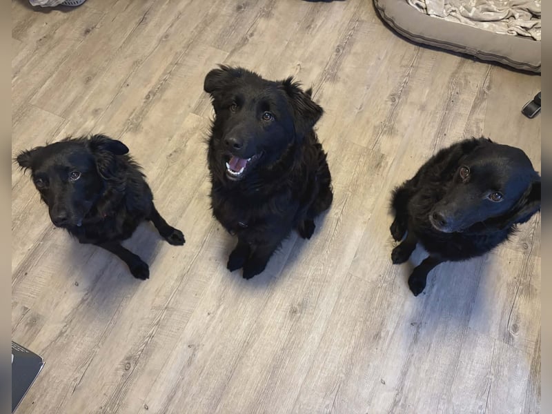 Nick / Niko kroatischer Schäferhund Mischling Rüde Junghund sucht Zuhause für immer