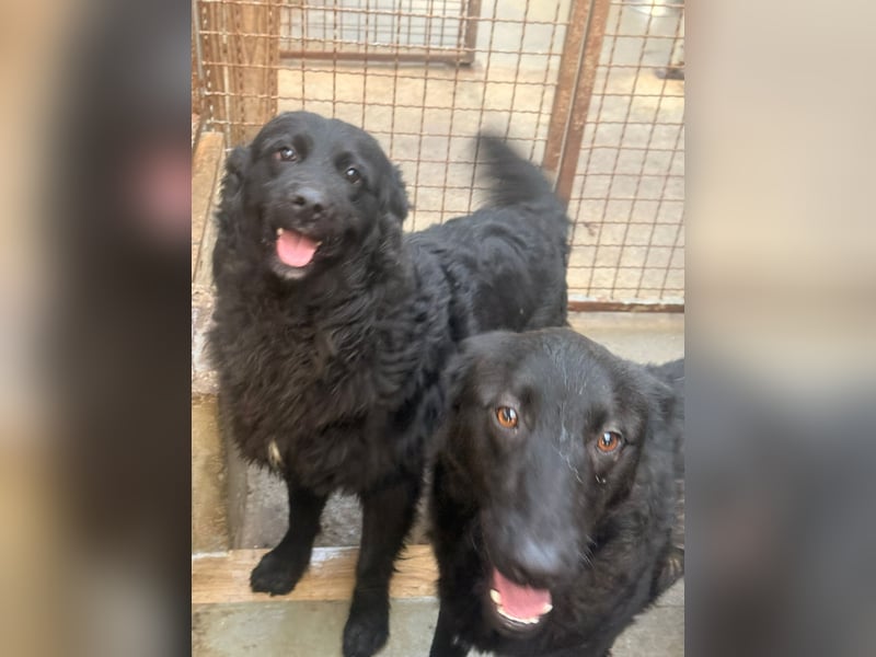 Yoru Traumhund lieber kroatischer Schäferhund Mischling Rüde sucht Zuhause oder Pflegestelle