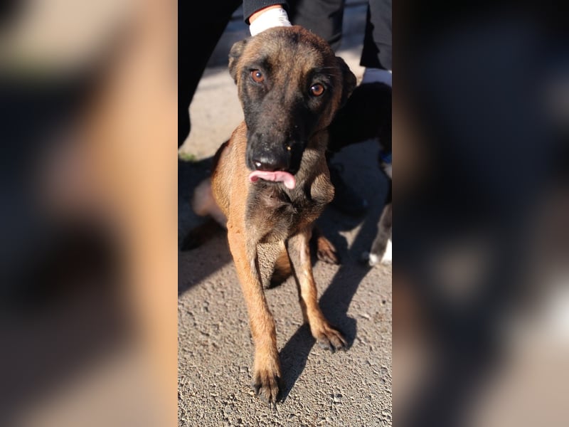 Kaya Malinois Mischling Hündin Junghund sucht Zuhause oder Pflegestelle