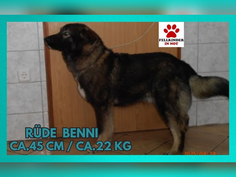 Benni mittelgroßer Mischlingshund Mischling Rüde sucht Zuhause oder Pflegestelle