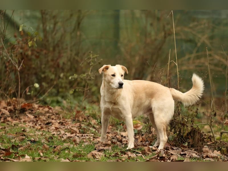 Tobi selbstbewusster Labrador Mischling Rüde charakterstark sucht Zuhause oder Pflegestelle