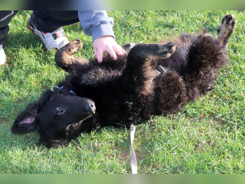 Vigo Welpe kroatischer Schäferhund Mischling Rüde Junghund sucht Zuhause für immer